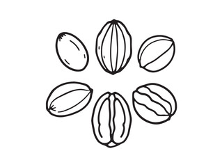 elegant line drawing of nuts for creative use