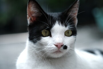 Fototapeta premium Close-up shot of a black and white cat with distinctive facial markings and piercing yellow-green eyes