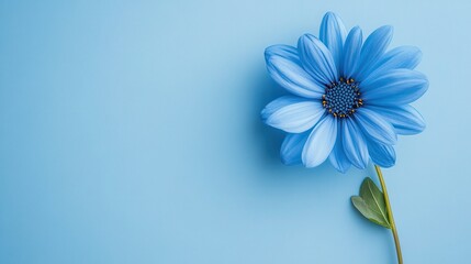 Fototapeta premium A bright blue daisy with golden center stands out against a matching backdrop. Ideal for spring themes, beauty, or a calming and peaceful atmosphere.
