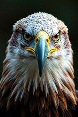 Obraz premium Close-up of a Majestic Eagle Looking Directly at the Viewer