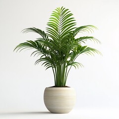 Obraz premium Elegant areca palm in modern planter, enhancing interior aesthetics with greenery