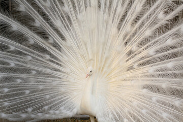 Obraz premium White peafowl, also called albino.