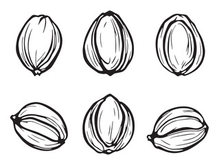 Fototapeta premium simple pistachio sketch on white background for modern design