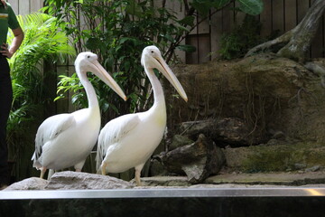 pelicans roaming