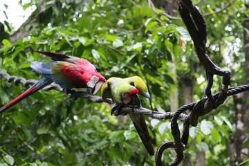 scarlet macaw parrot