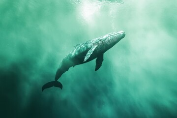 Fototapeta premium Majestic whale swimming gracefully underwater in deep ocean with sunlight filte through the water surface and vibrant green-blue hues creating an immersive aquatic scene