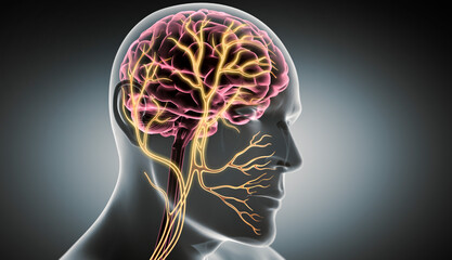 X Ray style 3D rendering of Vagus Nerve Stimulation with glowing nerve fibers - 3D illustration