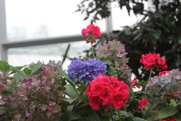 flowers in the garden