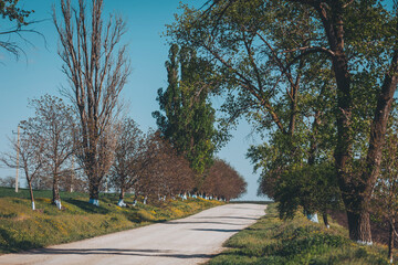 Winding gravel road surrounded by trees with vibrant greenery under a bright blue sky in the early morning light, inviting exploration and adventure