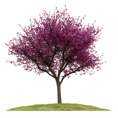 Fototapeta premium Cercis canadensis tree