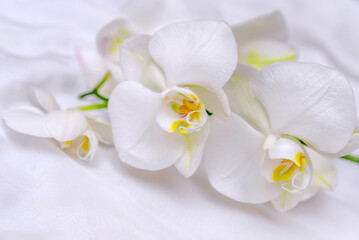The branch of white orchids on white fabric background

