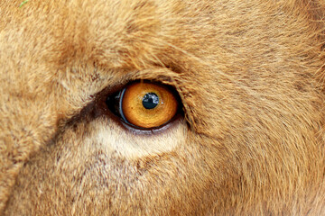Eye, Lion's eye gazing on target. © Nadeem Khawar