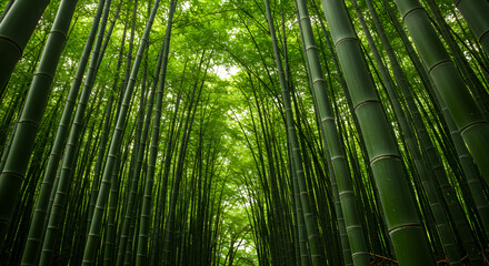 Lush Green Bamboo Forest A Photo Illustrative Landscape View From Below