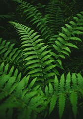 Lush Green Fern Fronds Growing Wildly in a Tropical Forest