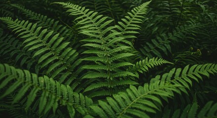 Obraz premium Lush Green Fern Leaves in a Dense Forest Underneath