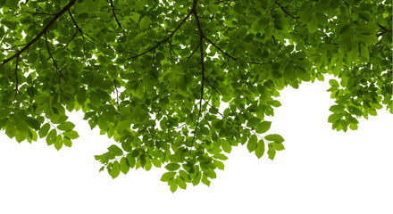 Vibrant green leaves cascade from branches above