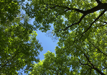 Obraz premium Lush Green Leaves Reaching For The Sky Photo with Sunlight and Branches Background