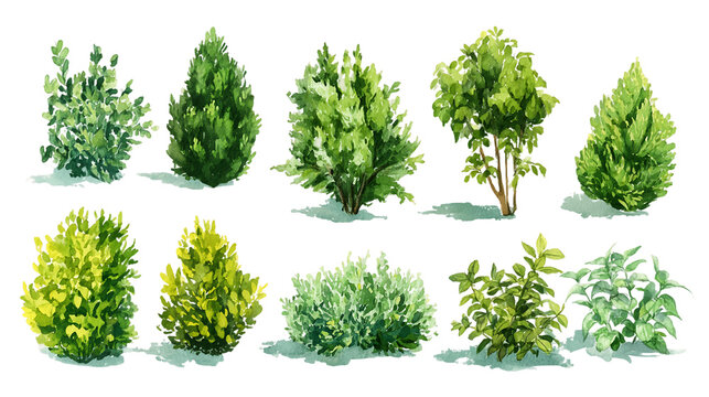 Watercolor Green Shrubs and Bushes Collection on Transparent Background, PNG