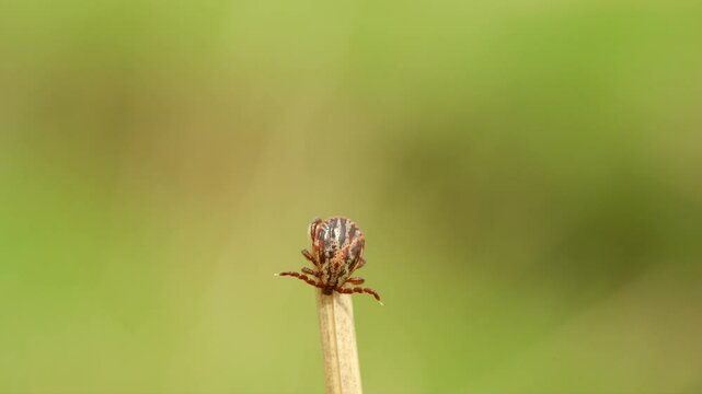 Extreme close-up of dangerous tick perched on dry plant stem, waiting to latch onto passing human or animal. Macro shot reveals blood-sucking mouthparts ready for parasitic attack in nature. 