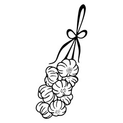 hanging garlic bulbs outline