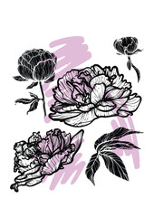 A4, A3, Peony line art and fill vector hand drawn illustration. Art print with beautiful and elegant black spring flower. Highly detailed and high quality graphic asset for online and print.