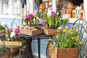 Green chair and beautiful daffodils flowers in the garden. Lots Hyacinth flowers in pots, plants on...