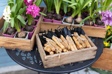 Lots Hyacinth flowers in pots, plants and small gardening tools a shovel and rake on table....