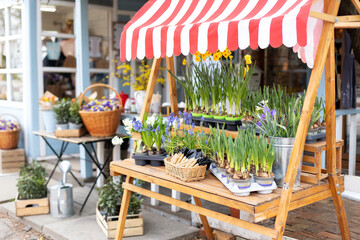 Sale beautiful hyacinth and daffodils flowers and gardening tools a shovel and rake on wooden stand...