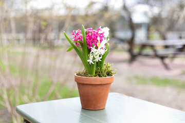 Flower hyacinth in terracotta pot on table. Fresh White pink hyacinths in flowerpot. Traditional spring flower.