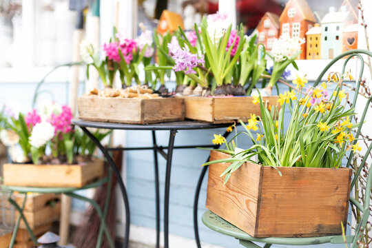 Green chair and beautiful daffodils flowers in the garden. Lots Hyacinth flowers in pots, plants on table. Gardening and hobby concept, care for flower plants at home. Flowers shop at street market	
