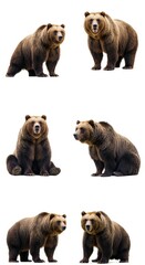 Obraz premium Realistic Image of Brown Bears Isolated Wildlife Animal Portrait