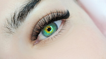 Obraz premium .Close up of female eye with eyelash extensions ,eyelash extension procedure.