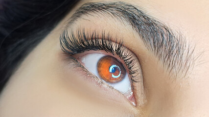 .Close up of female eye with eyelash extensions ,eyelash extension procedure.