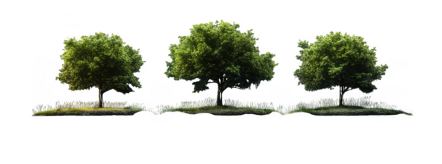 Three realistic trees in row, showcasing vibrant green foliage and natural setting, evoke sense of tranquility and harmony with nature