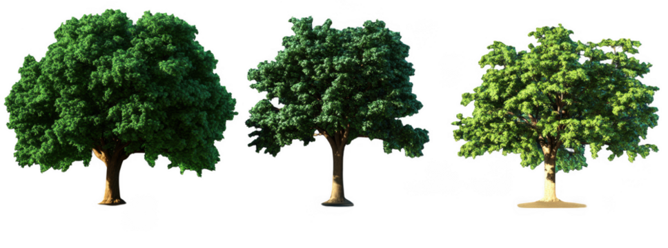 Realistic trees in various positions showcase vibrant green foliage and sturdy trunks, creating serene and natural atmosphere. These trees symbolize growth and tranquility in nature