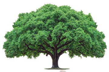 Fototapeta premium Giant tree with wide canopy and lush green leaves stands majestically, symbolizing strength and nature beauty. Its expansive branches create serene atmosphere, inviting tranquility