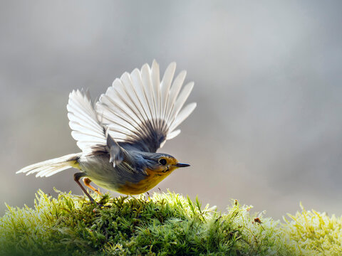 Robin with wings spread perched on moss in Schwenninger Moos, Germany
