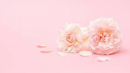 Pink rose flower on a pink background.
