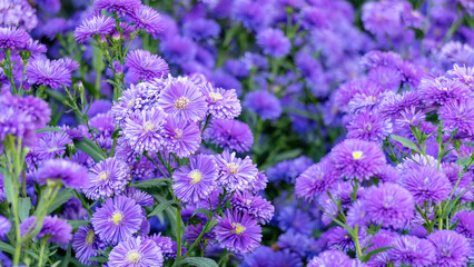 Purple Margaret flower plant in a garden.