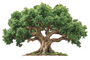 Giant tree with thick branches and lush green leaves stands majestically, symbolizing strength and resilience in nature. Its gnarled trunk adds character, making it stunning focal point
