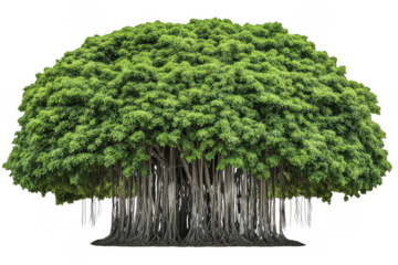 Giant tree with wide canopy and dense green leaves stands majestically, showcasing its strong roots and vibrant foliage. This natural wonder evokes sense of tranquility and connection to nature