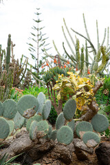 Beautiful Cactus and succulents in Madeira Botanical Garden (Jardim Botanico) in Funchal, Madeira...