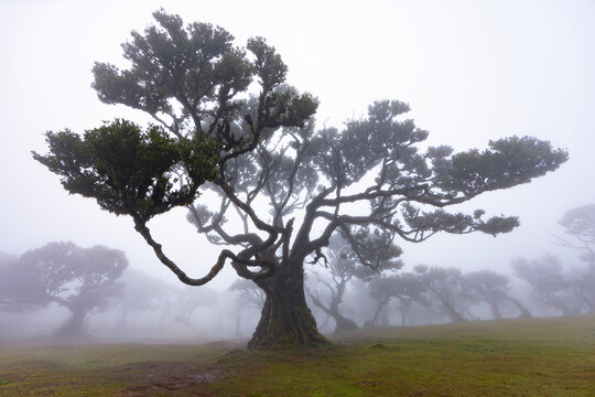 Fanal forest , old mystical tree in Madeira island, Portugal, Unesco - Powered by Adobe