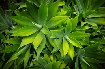 Obraz premium Closeup of green agave plant with sharp, succulent leaves with symmetrical pattern. Natural floral background