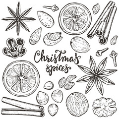 Christmas Spices: Hand-drawn illustration of festive ingredients