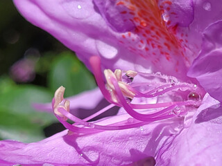 Gotas de Azaleas