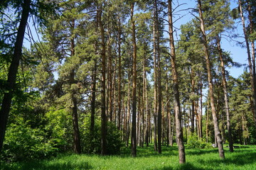 Pine trees in the botanical garden.
