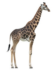 Isolated Elegant Giraffe Standing with Black Tail