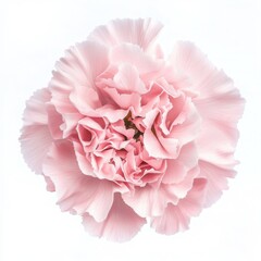 Close up of a pink carnation flower isolated on white background