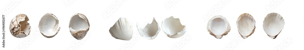 Poster horizontal image showcasing multiple, light-colored, hollow shell-like objects arranged in a row.